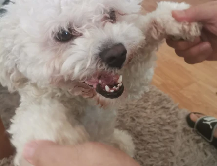 Maltipoo Erkek Köpeğime Eş Arıyorum - 118962888