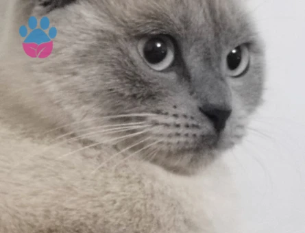 British Shorthair Bluepoint Kedim Eş Arıyor