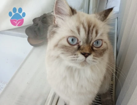Chinchilla Dişi Kedimize Eş Arıyoruz