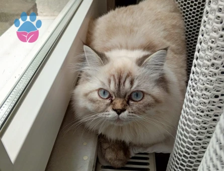 Chinchilla Dişi Kedimize Eş Arıyoruz