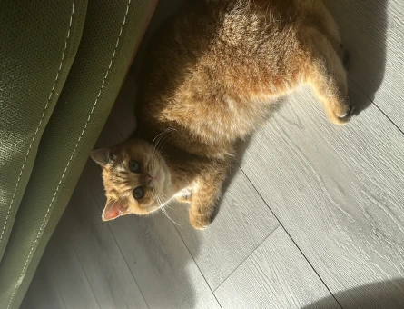 Scottish straight golden dişi kedi - 118964528