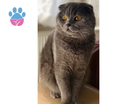 Scottish Fold 1 Yaşında Oğlum Eş Arıyor