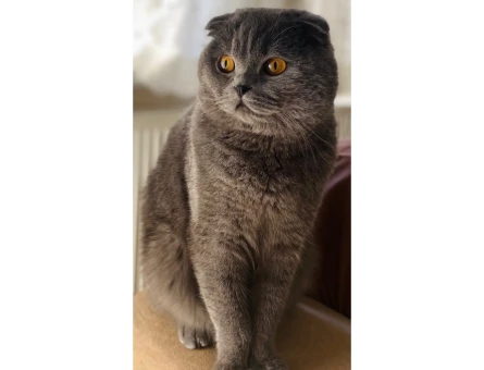 Scottish Fold 1 Yaşında Oğlum Eş Arıyor - 118964531