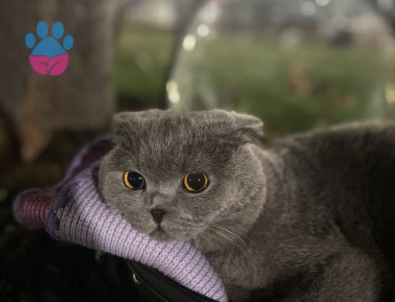 Scottish Fold 1 Yaşında Oğlum Eş Arıyor