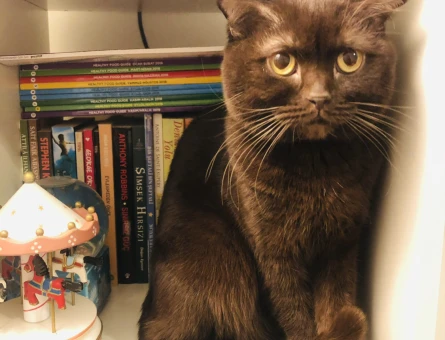 Chocolate Scottish fold erkek - 118964668