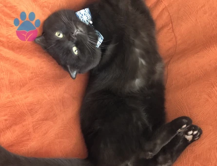 Chocolate Scottish fold erkek