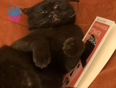 Chocolate Scottish fold erkek