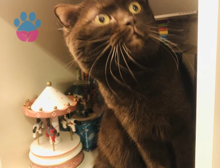 Chocolate Scottish fold erkek