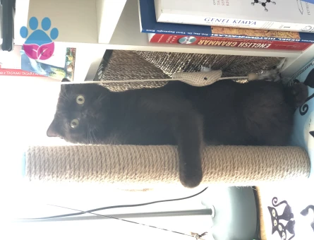 Chocolate Scottish fold erkek