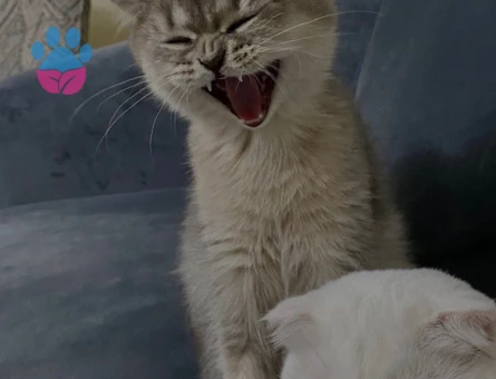 Scottish Fold Kızıma Eş Arıyorum
