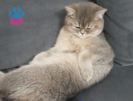 Scottish Fold Kızıma Eş Arıyorum