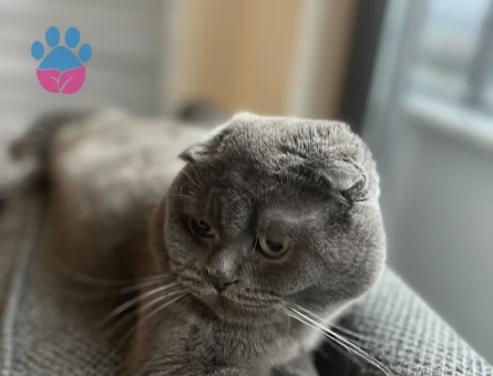 Scottish Fold Erkek Kedim Eş Arıyor