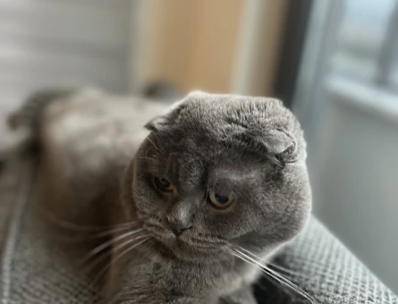 Scottish Fold Erkek Kedim Eş Arıyor - 118964675