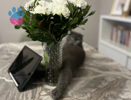 Scottish Fold Erkek Kedim Eş Arıyor