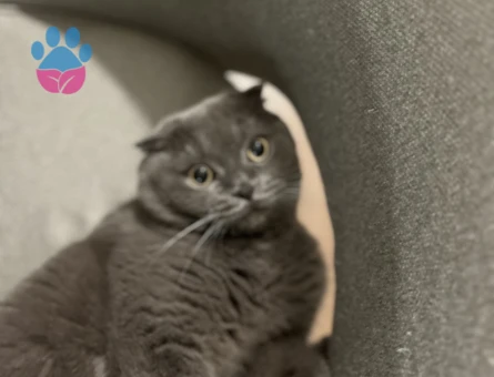 Scottish Fold Erkek Kedim Eş Arıyor