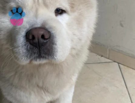 Chow chow 1.5 Yaşında Oğlum Eş Arıyor