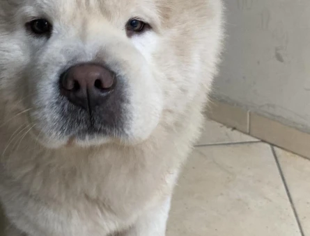 Chow chow 1.5 Yaşında Oğlum Eş Arıyor - 118964677