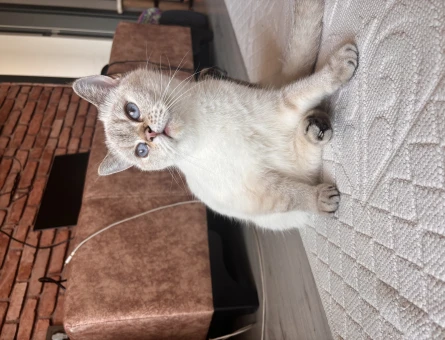 Scottish Fold Kızıma Eş Arıyoruz 1 Yaşında - 118964678
