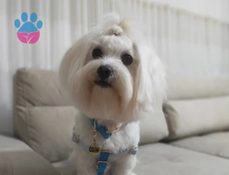 Morkie 3 Yaşında Oğlum Eş Arıyor