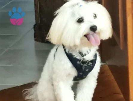 Morkie 3 Yaşında Oğlum Eş Arıyor