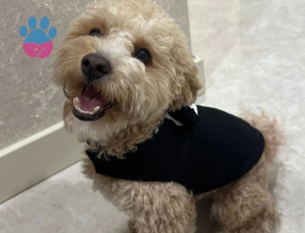 Maltipoo 1 Yaşında Köpeğim Eş Arıyor