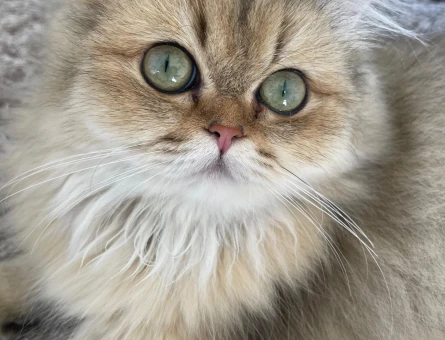British Longhair - 118975931