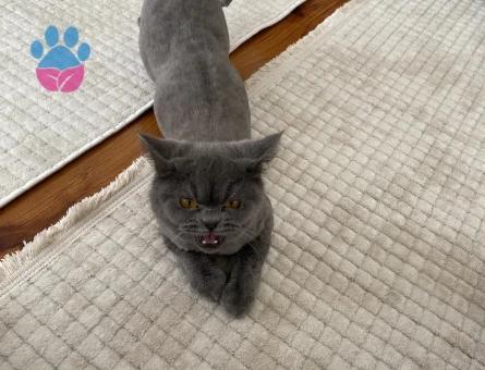 1 yaşında british dik kulak dişi kedimize eş arıyoruz aynı şekilde gri renk biritish olması gerek