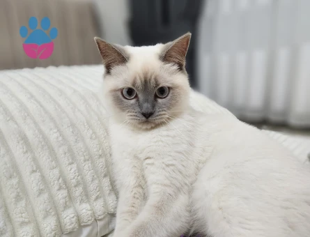 Kizimiza Es Ariyoruz