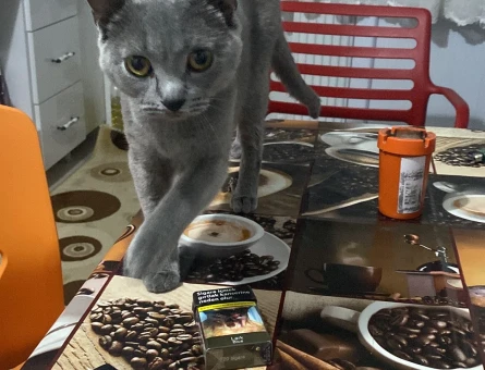 Miyavsız günler😃 - 118975937