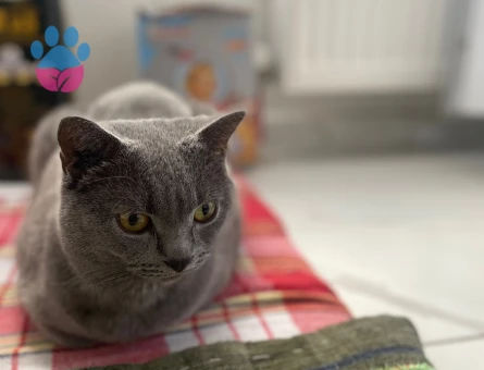 Miyavsız günler😃