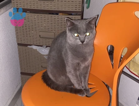 Miyavsız günler😃