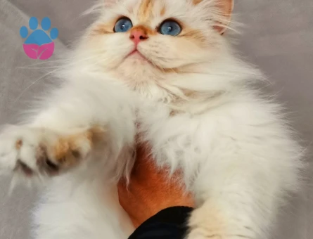 Show kalite oğluma eş arıyorum