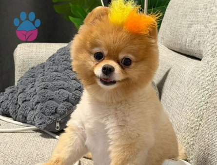 Yavruma erkek eş arıyorum