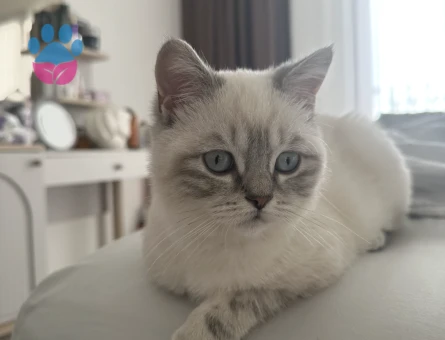 British Shorthair Kedim gofret Eş arıyor