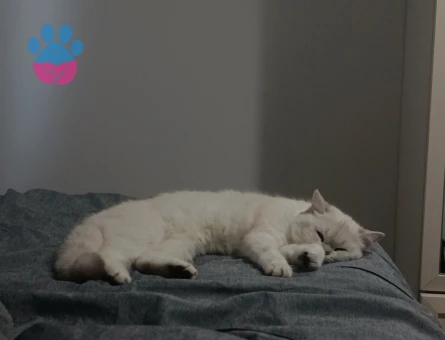 Kızımız Sütlaç'a damat arıyoruz