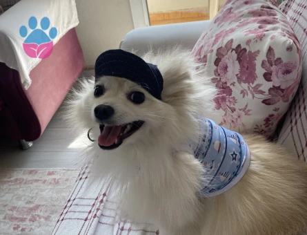 Oğlumuza dişi eş arıyoruz