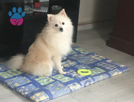 Oğlumuza dişi eş arıyoruz