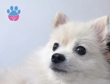 Oğlumuza dişi eş arıyoruz