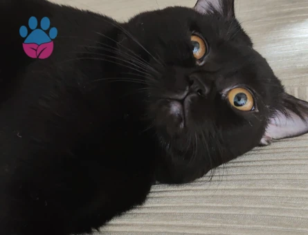 Scottish Fold 1.5 yaşında erkek