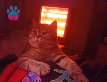 Minik kızımızı çiftleştirmek istiyoruz