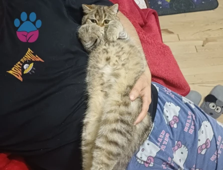 Minik kızımızı çiftleştirmek istiyoruz