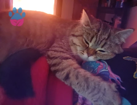 Minik kızımızı çiftleştirmek istiyoruz