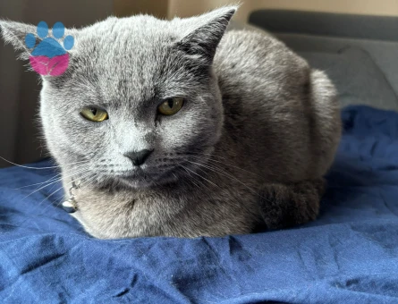 1,5 yaşındaki British Shorthair Kızımıza eş arıyoruz