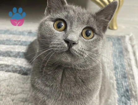 British Shorthair Prensesimize eş arıyoruz