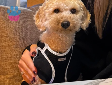 Toy poodle oğluma gelin arıyorum