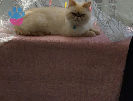 İran Kedisi 3 Yaşında Kızgınlıkta