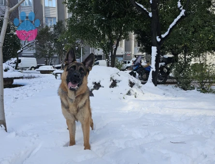 2 yaşındaki Erkek Alman Kurdu Köpeğimiz için Dişi Eş Arıyoruz!