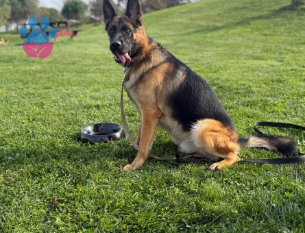 2 yaşındaki Erkek Alman Kurdu Köpeğimiz için Dişi Eş Arıyoruz!