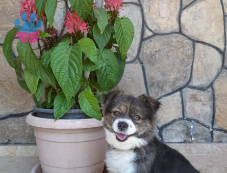 Pomeranian Erkek Köpek — Eş Arıyoruz (İzmir)