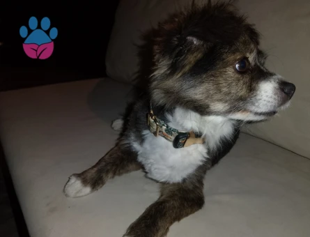 Pomeranian Erkek Köpek — Eş Arıyoruz (İzmir)